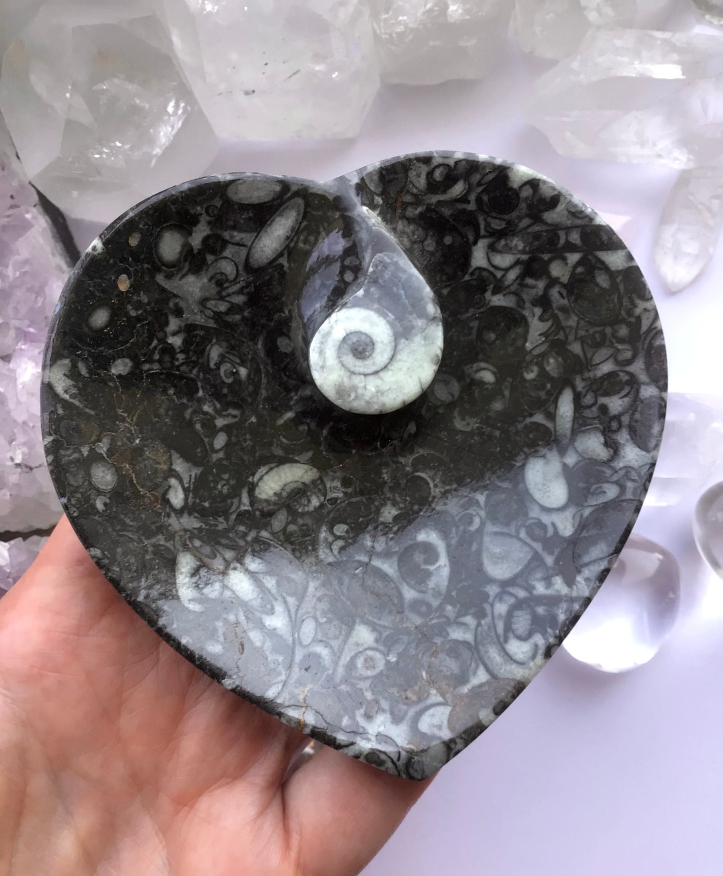 Ammonite Fossil Dish