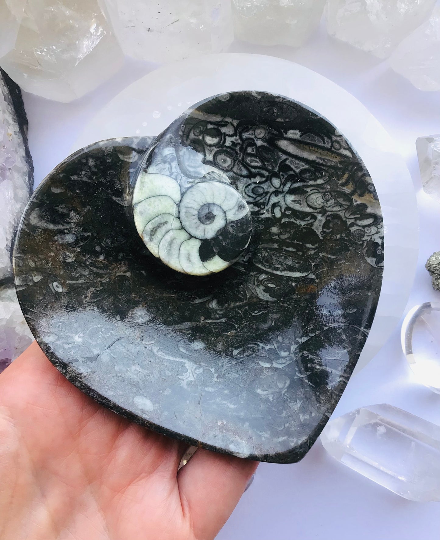 Ammonite Fossil Dish