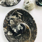 Ammonite Fossil Dish Oval Shape