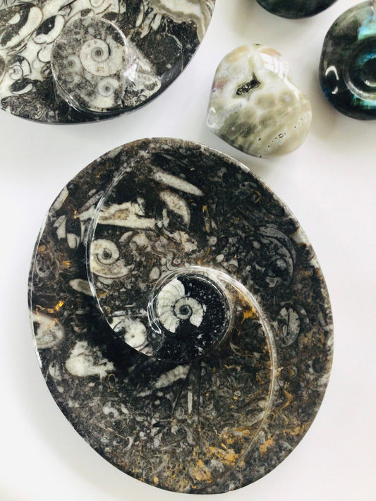 Ammonite Fossil Dish Oval Shape